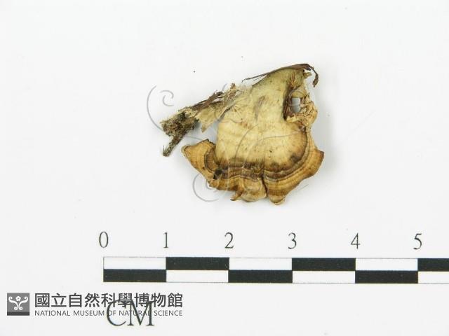 煙管菌藏品圖，第3張