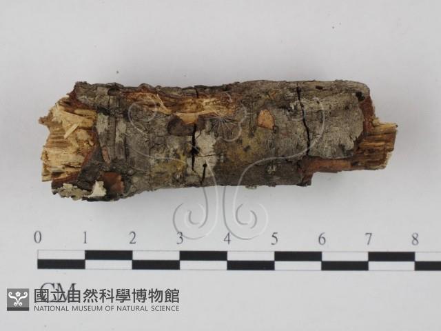 登錄號:F0021733藏品圖，第3張