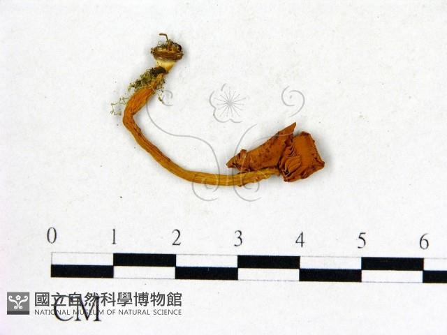 登錄號:F0001733藏品圖，第3張