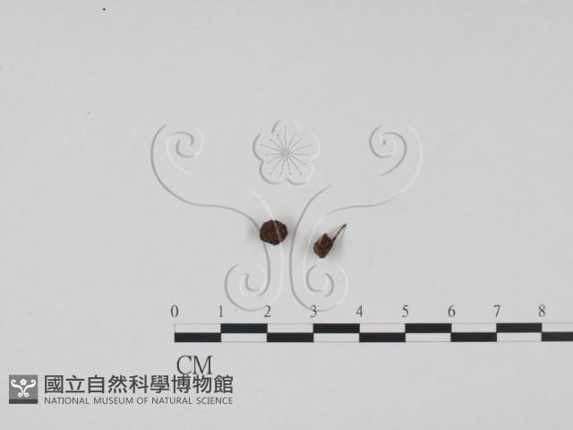 登錄號:F0011733藏品圖，第3張
