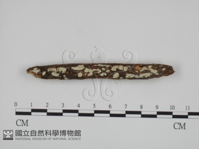 絲齒菌屬藏品圖，第3張