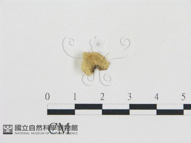 登錄號:F0012733藏品圖，第3張