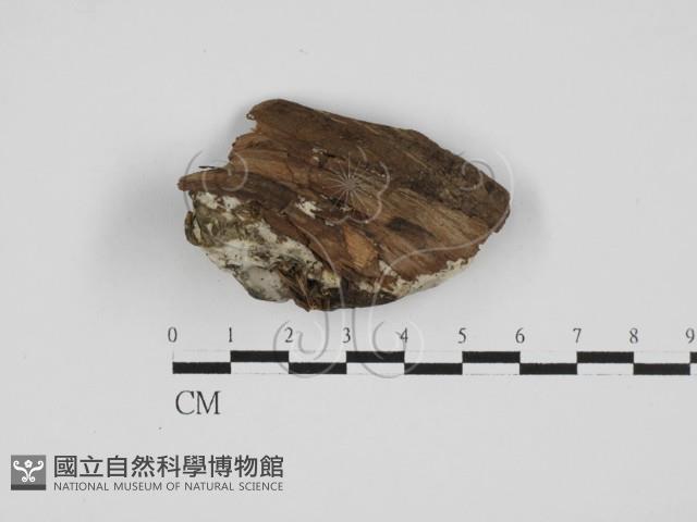 寡孔菌屬藏品圖，第3張