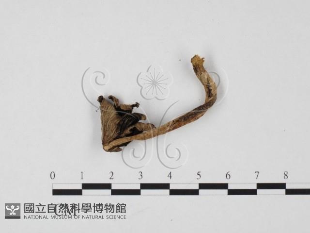 鬼傘屬藏品圖，第3張