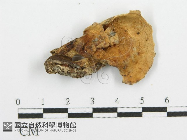 登錄號:F0005733藏品圖，第3張