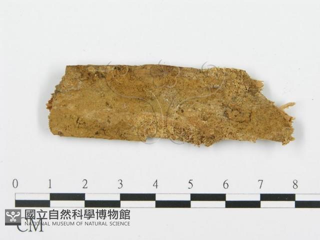 登錄號:F0015733藏品圖，第1張