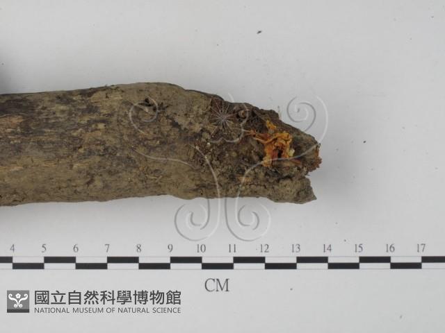 銀耳屬藏品圖，第3張