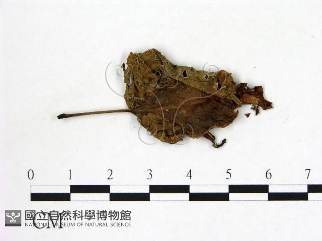 登錄號:F0019733藏品圖，第3張