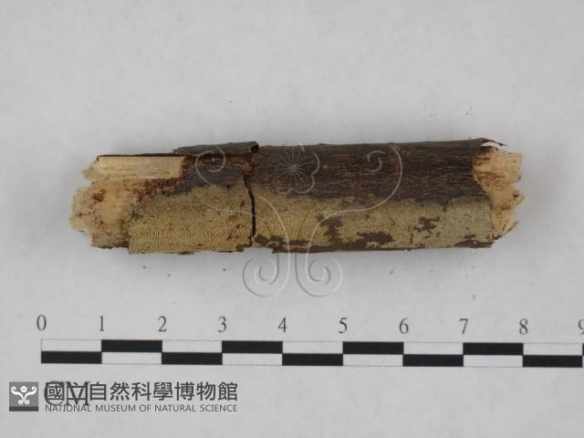 登錄號:F0023733藏品圖，第3張