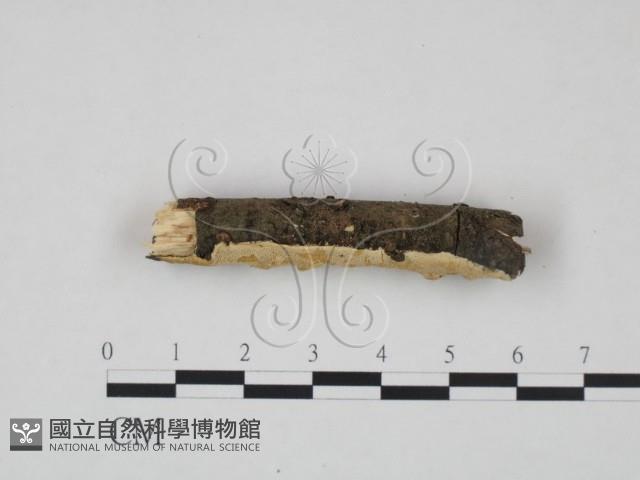 登錄號:F0013733藏品圖，第3張