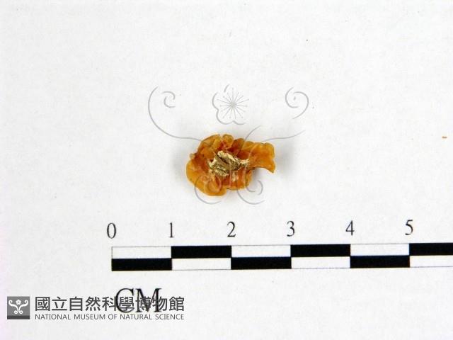 花耳屬藏品圖，第3張