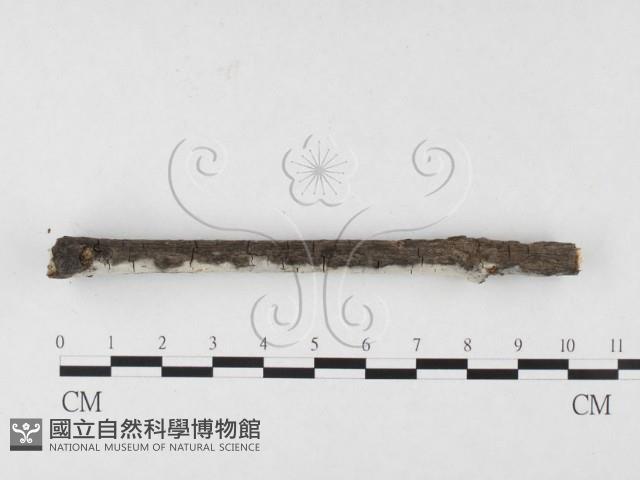 剛毛絲皮菌藏品圖，第3張