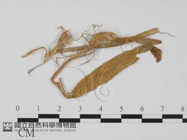 登錄號:F0011533藏品圖，第3張