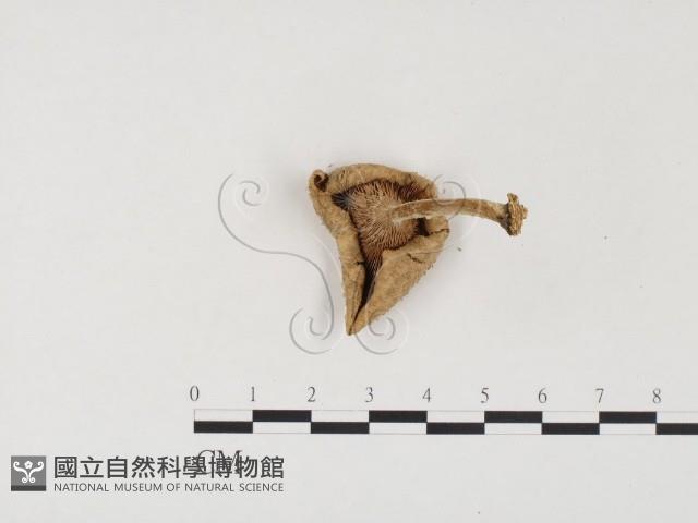 登錄號:F0024533藏品圖，第3張