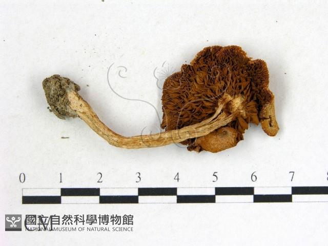 登錄號:F0014533藏品圖，第3張