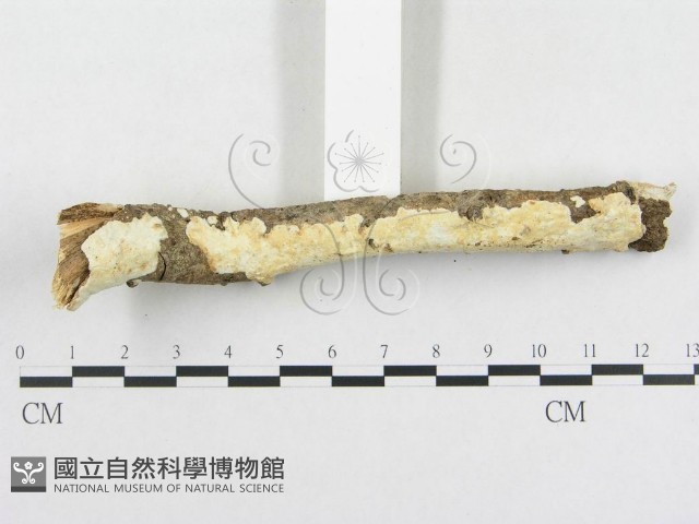 革墊菌屬藏品圖，第3張