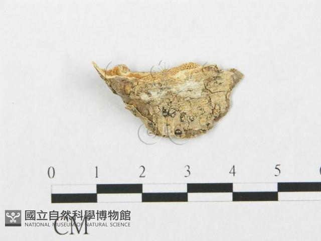 登錄號:F0017533藏品圖，第1張