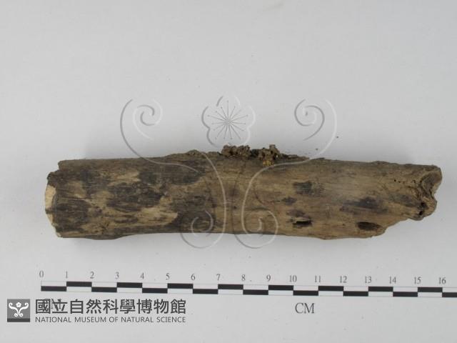 銀耳屬藏品圖，第3張