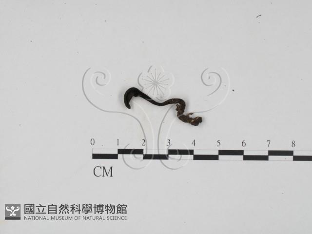 登錄號:F0015533藏品圖，第3張