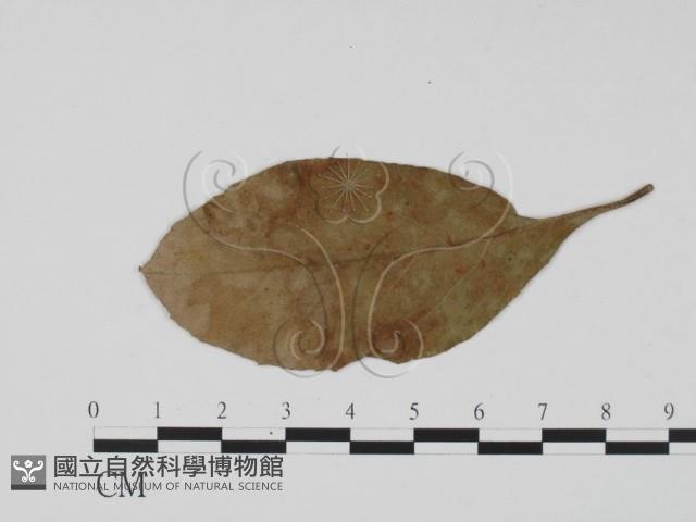 登錄號:F0019533藏品圖，第3張