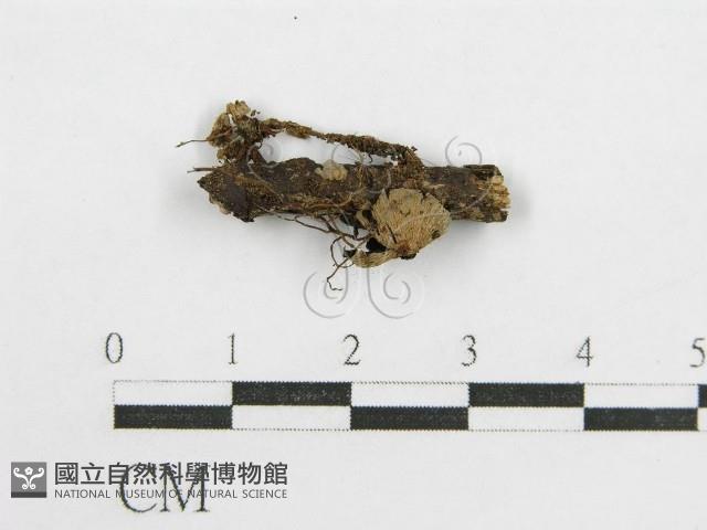 鬼傘屬藏品圖，第3張