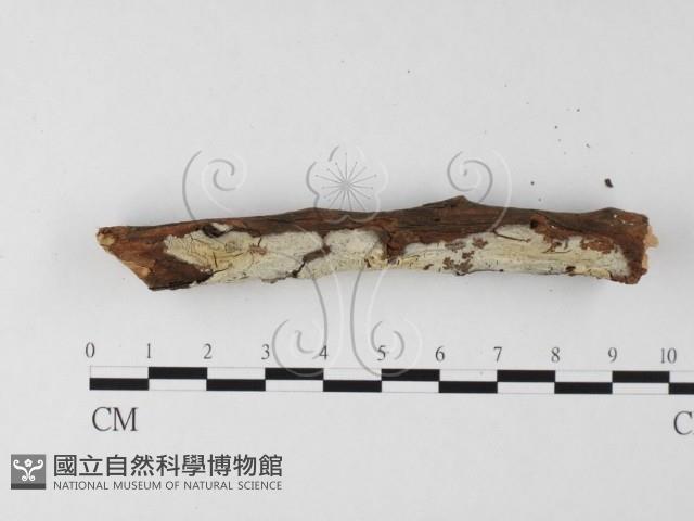 登錄號:F0020133藏品圖，第3張