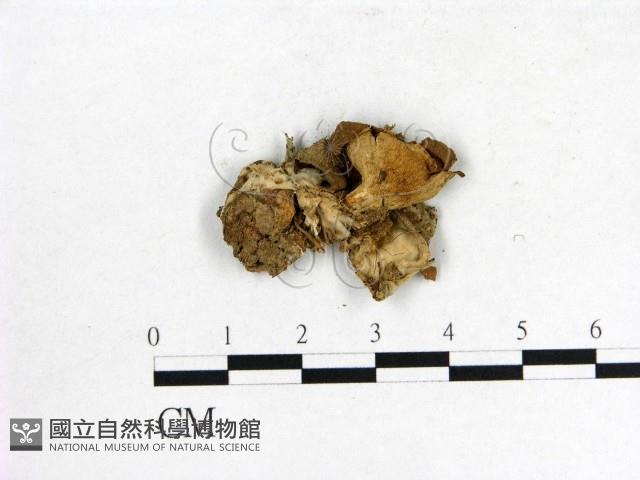 登錄號:F0010133藏品圖，第3張