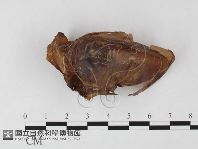 登錄號:F0026133藏品圖，第3張