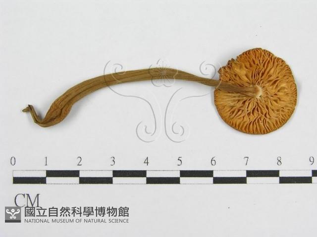 登錄號:F0016133藏品圖，第3張