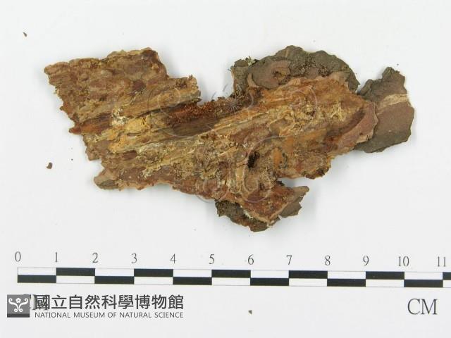 登錄號:F0014133藏品圖，第3張