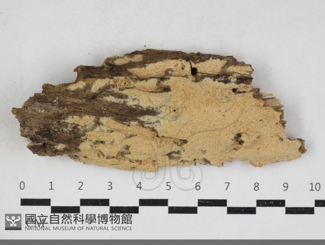 卵孢木齒菌藏品圖，第3張