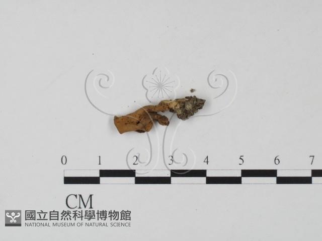 登錄號:F0002133藏品圖，第3張