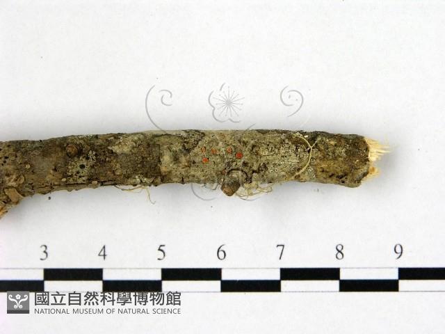 盤革菌屬藏品圖，第3張