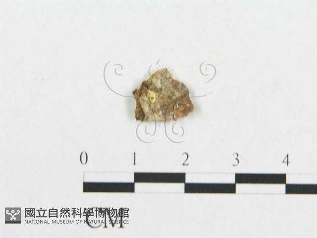 登錄號:F0007133藏品圖，第3張