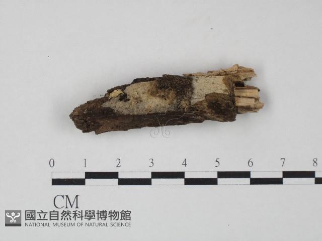 革菌屬藏品圖，第3張