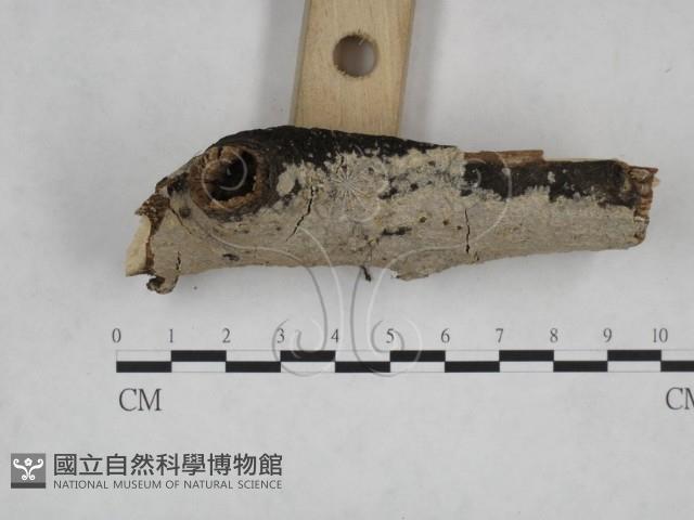 刺皮菌屬藏品圖，第3張