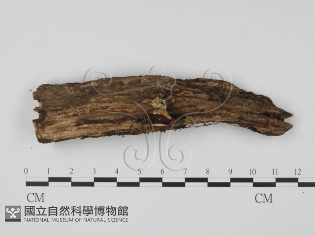 登錄號:F0005133藏品圖，第3張