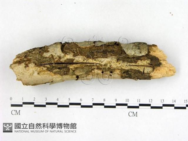 登錄號:F0003133藏品圖，第3張