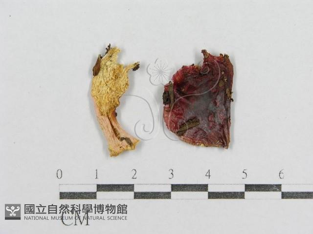 紅菇屬藏品圖，第3張