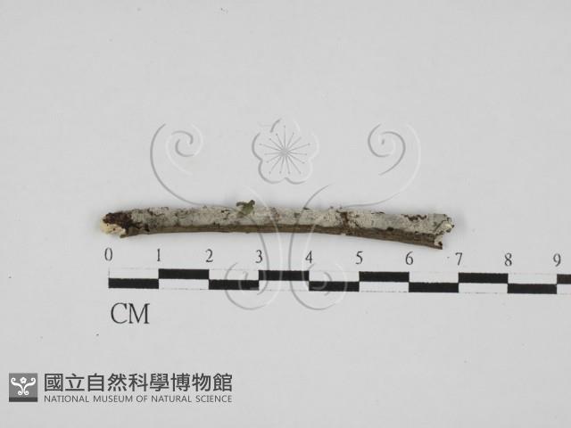 剛毛絲皮菌藏品圖，第3張