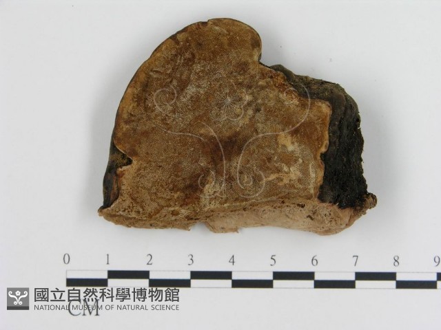 登錄號:F0008033藏品圖，第3張