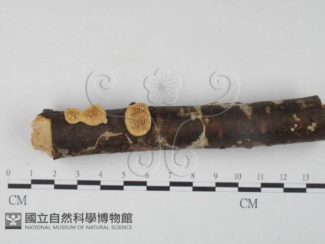 栓菌屬藏品圖，第3張