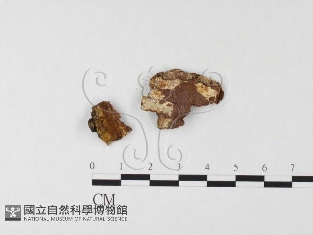 木層孔菌屬藏品圖，第3張