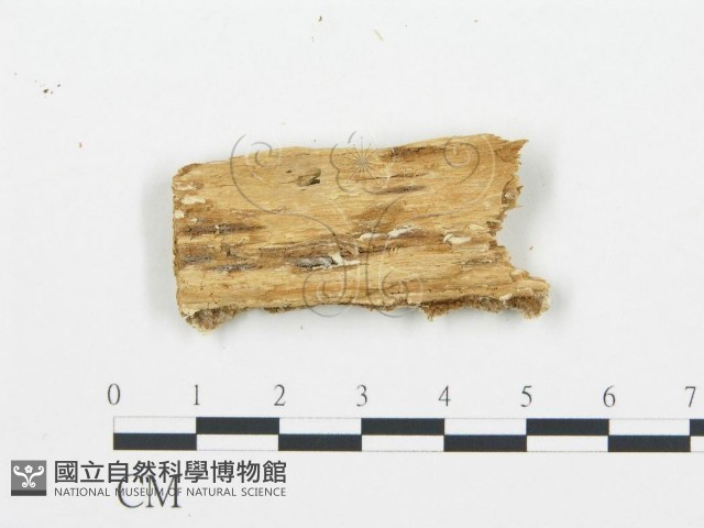 登錄號:F0006033藏品圖，第3張
