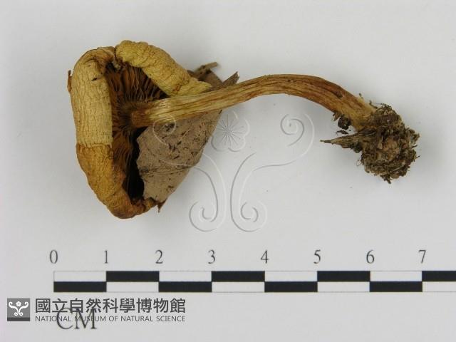 登錄號:F0016033藏品圖，第3張