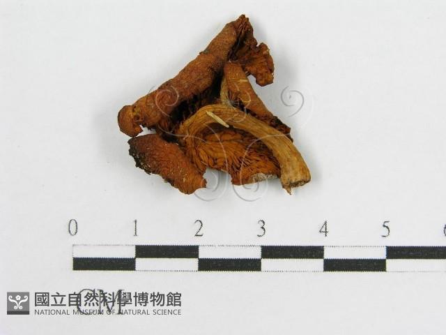 登錄號:F0011033藏品圖，第3張