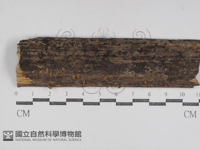 登錄號:F0031033藏品圖，第1張