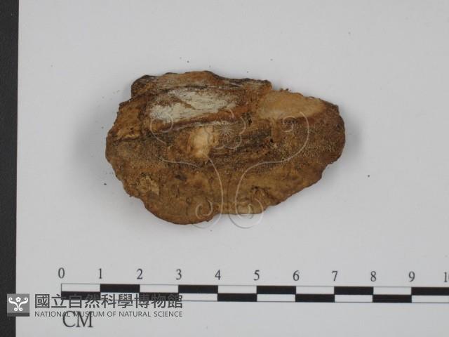 登錄號:F0002033藏品圖，第3張