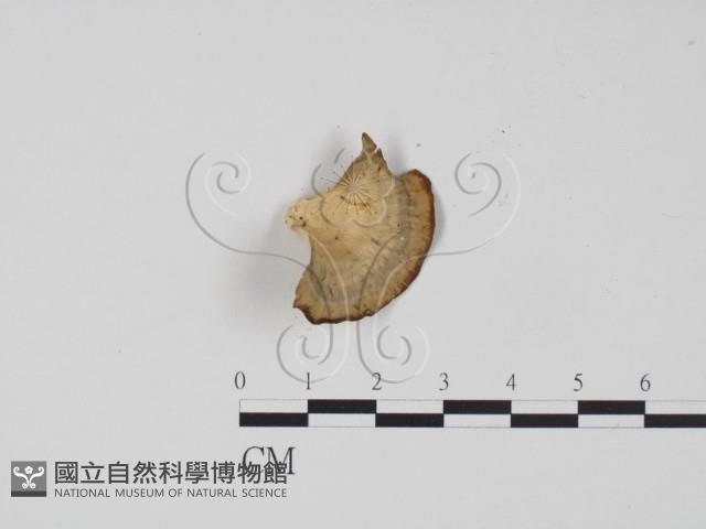 登錄號:F0012033藏品圖，第3張