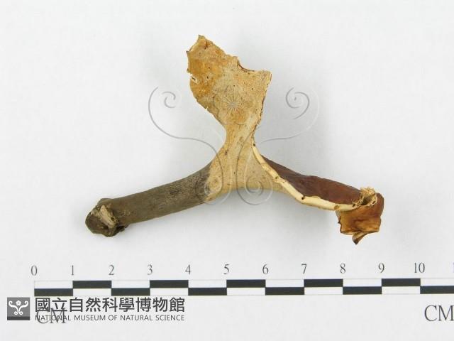 登錄號:F0007033藏品圖，第3張